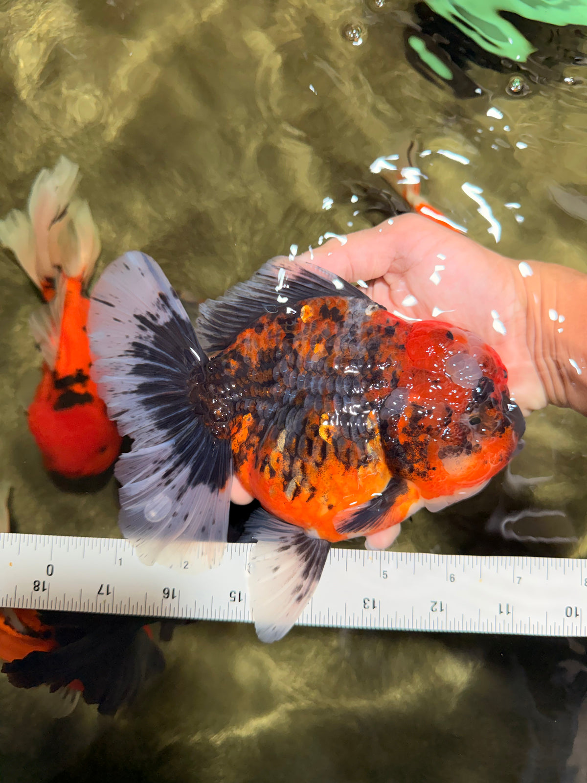 AAA Grade Calico Oranda Female 6.5-7 inches #100226OR_30
