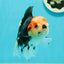 AAA Grade Pom-poms Tricolor Oranda Male 5.5 inches #102524OR_09