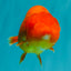 A Grade Red LionQueen 4.5-5 inches #070326LC_30