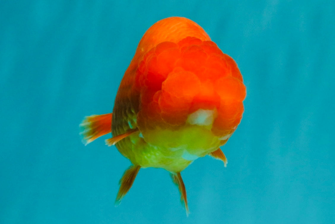 A Grade Red LionQueen 4.5-5 inches #070326LC_30