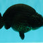 CHUBBY AAA Grade Black Ranchu Female 5-5.5 inches #062626RC_11