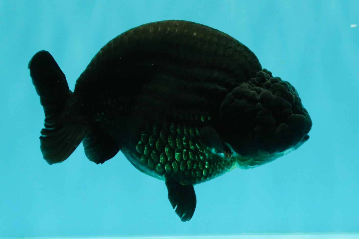 CHUBBY AAA Grade Black Ranchu Female 5-5.5 inches #062626RC_11