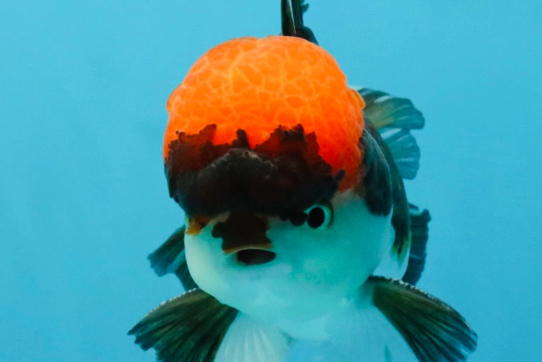 Red Head Tricolor Oranda Male 4.5-5 inches #032726OR_09