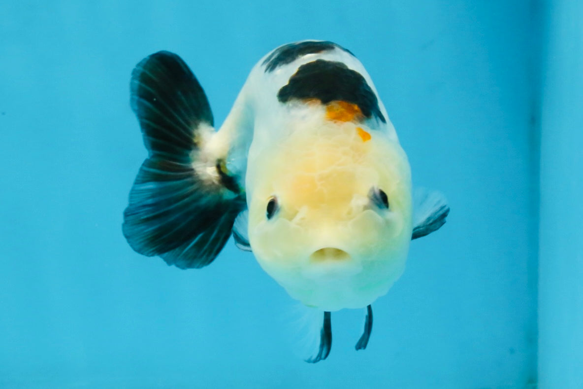 A Grade Calico Chinese Ranchu Female 4.5-5 inches #112125RC_16