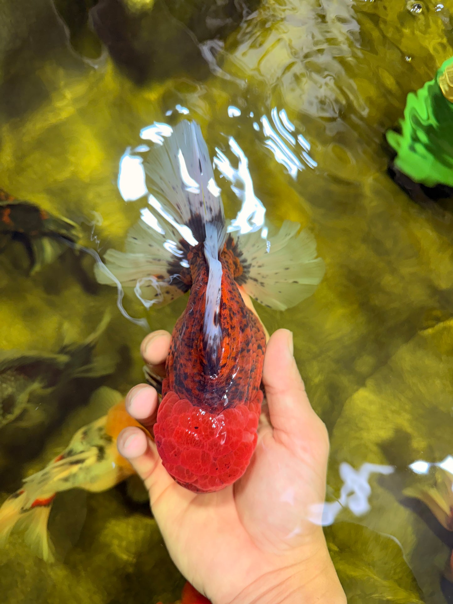 CHONKY AAA Grade Tiger Oranda Male 6.5 inches #022026OR_08
