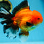 AAA Grade THICK BODY Apache Oranda Male 6-6.5 inches #082925OR_14