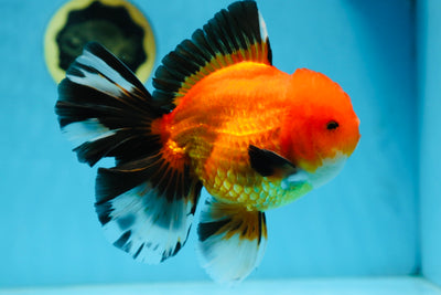 AAA Grade THICK BODY Apache Oranda Male 6-6.5 inches #082925OR_14