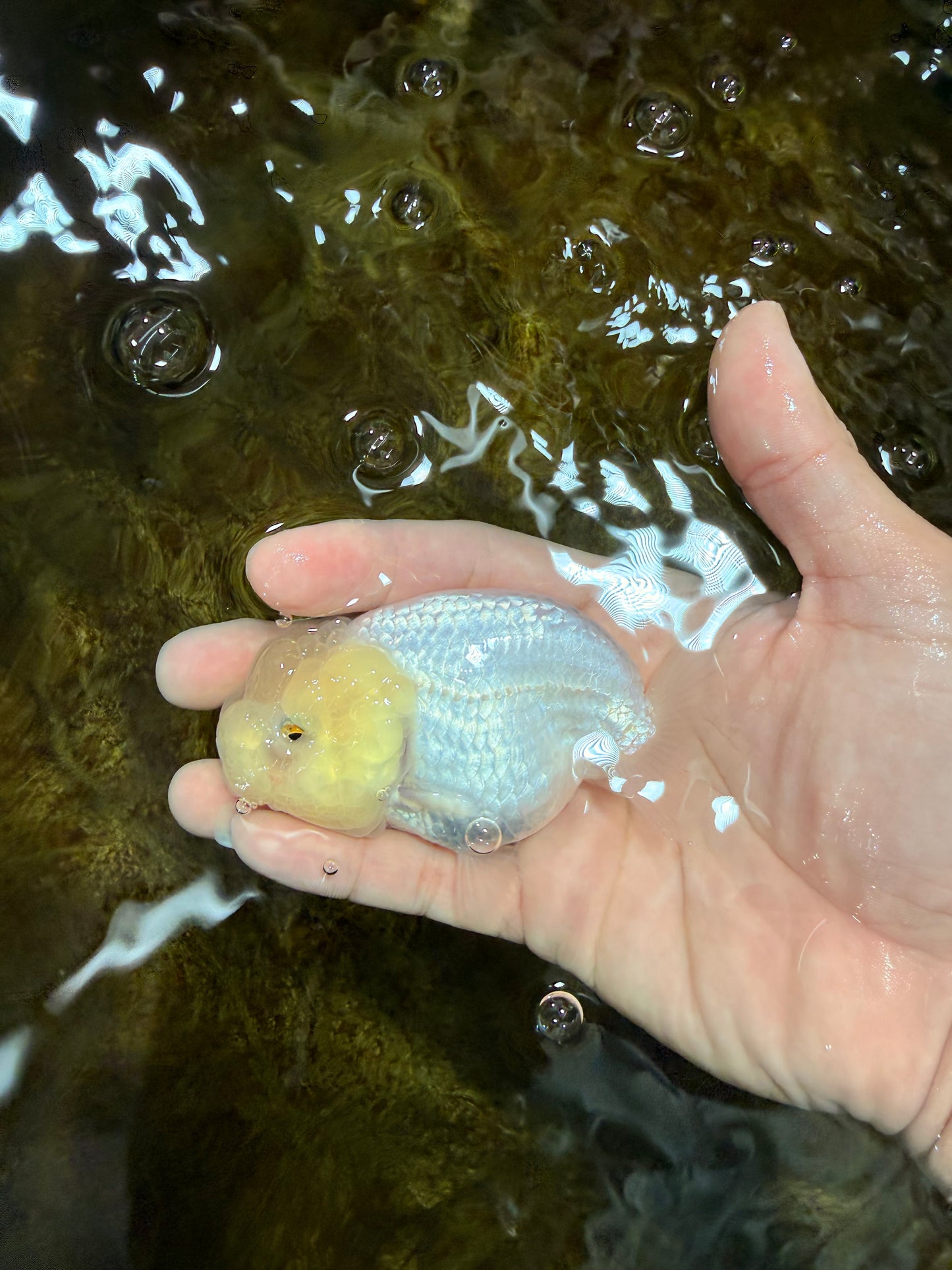 A Grade White LionQueen 3.5-4 inches #112125LC_07