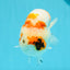 A Grade Chonky Egg Shape Tricolor Sakura Ranchu 5.5 inches #0531RC_04