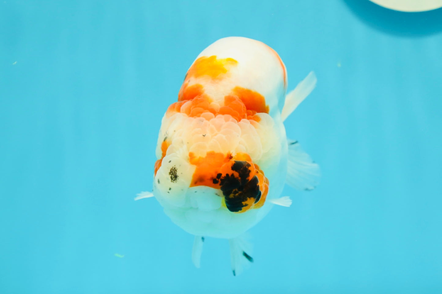 A Grade Chonky Egg Shape Tricolor Sakura Ranchu 5.5 inches #0531RC_04