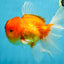 A Grade Sakura Oranda Male 6-6.5 inches #121925OR_11