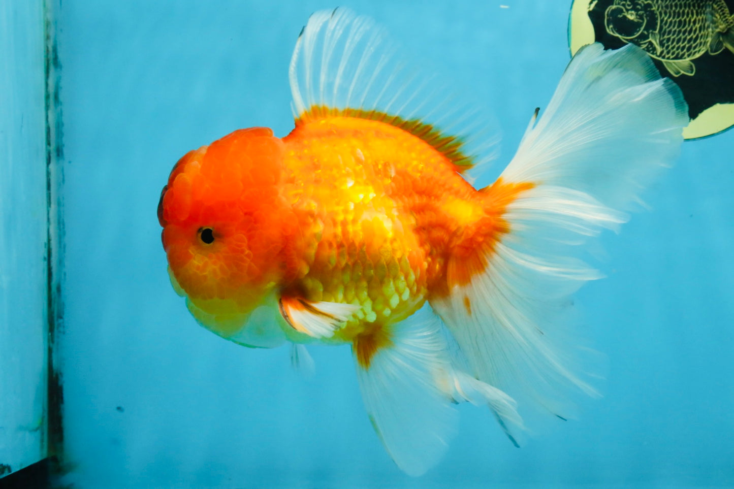 A Grade Sakura Oranda Male 6-6.5 inches #121925OR_11