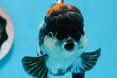 Grado AAA Tricolor Oranda Macho 5 pulgadas #0830OR_11