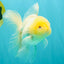 A Grade White Oranda Male 5-5.5 inches #102326OR_18
