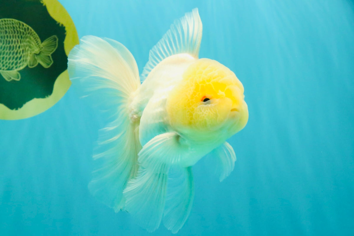 A Grade White Oranda Male 5-5.5 inches #102326OR_18