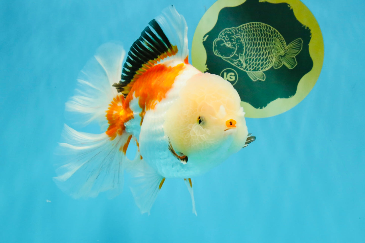 PUPPY A Grade Tricolor Oranda Female 7 inches #040326OR_07