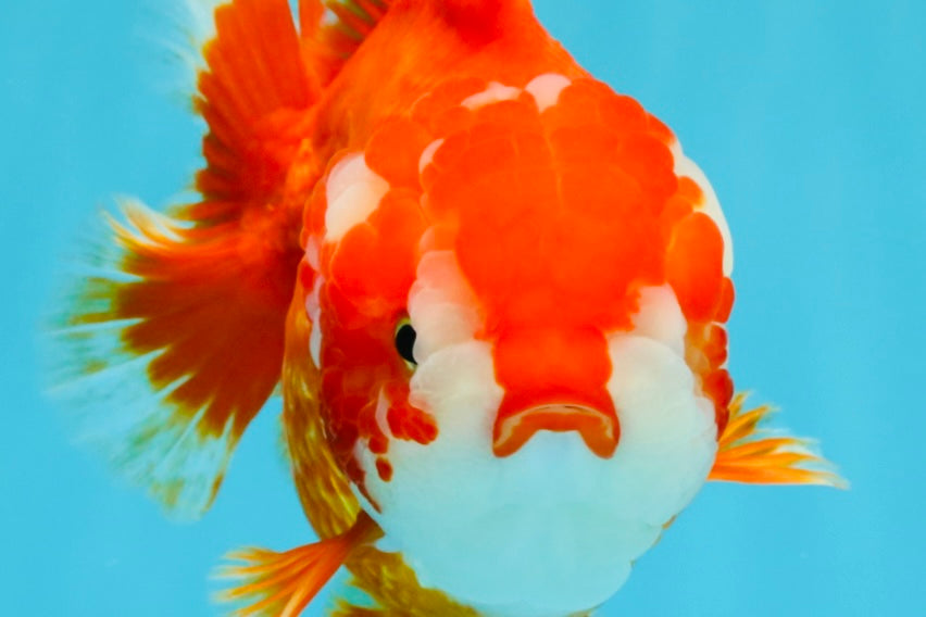 CHUBBY AAA Grade Red White Yuanbao Female 5.5 inches #041026YB_23