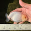 Snow White Lionchu Female 4 inches #0920LC_10