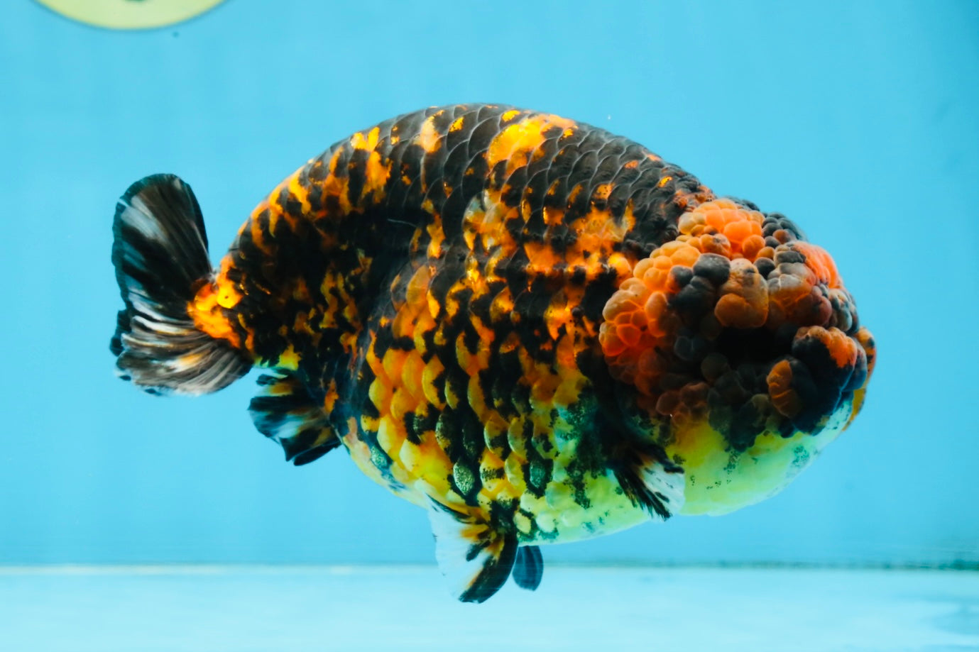 A Grade Tiger Strong Body Structure LionKing 5.5 inches #101725LC_22