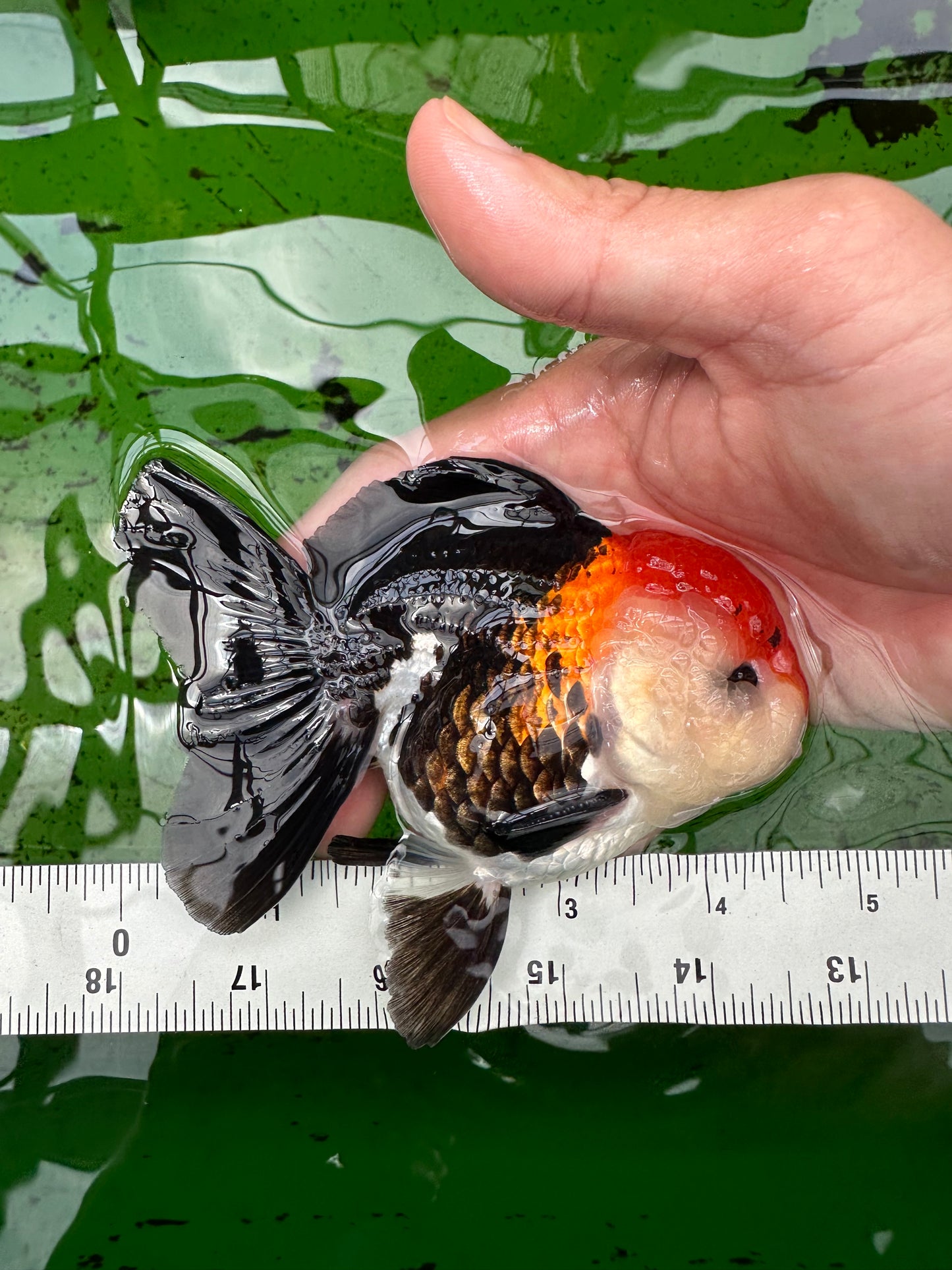 A Grade Tricolor Oranda Male 4.5 inches #0830OR_24