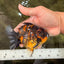 A Grade Tiger Yuanbao Male 4.5-5 inches #073126YB_18