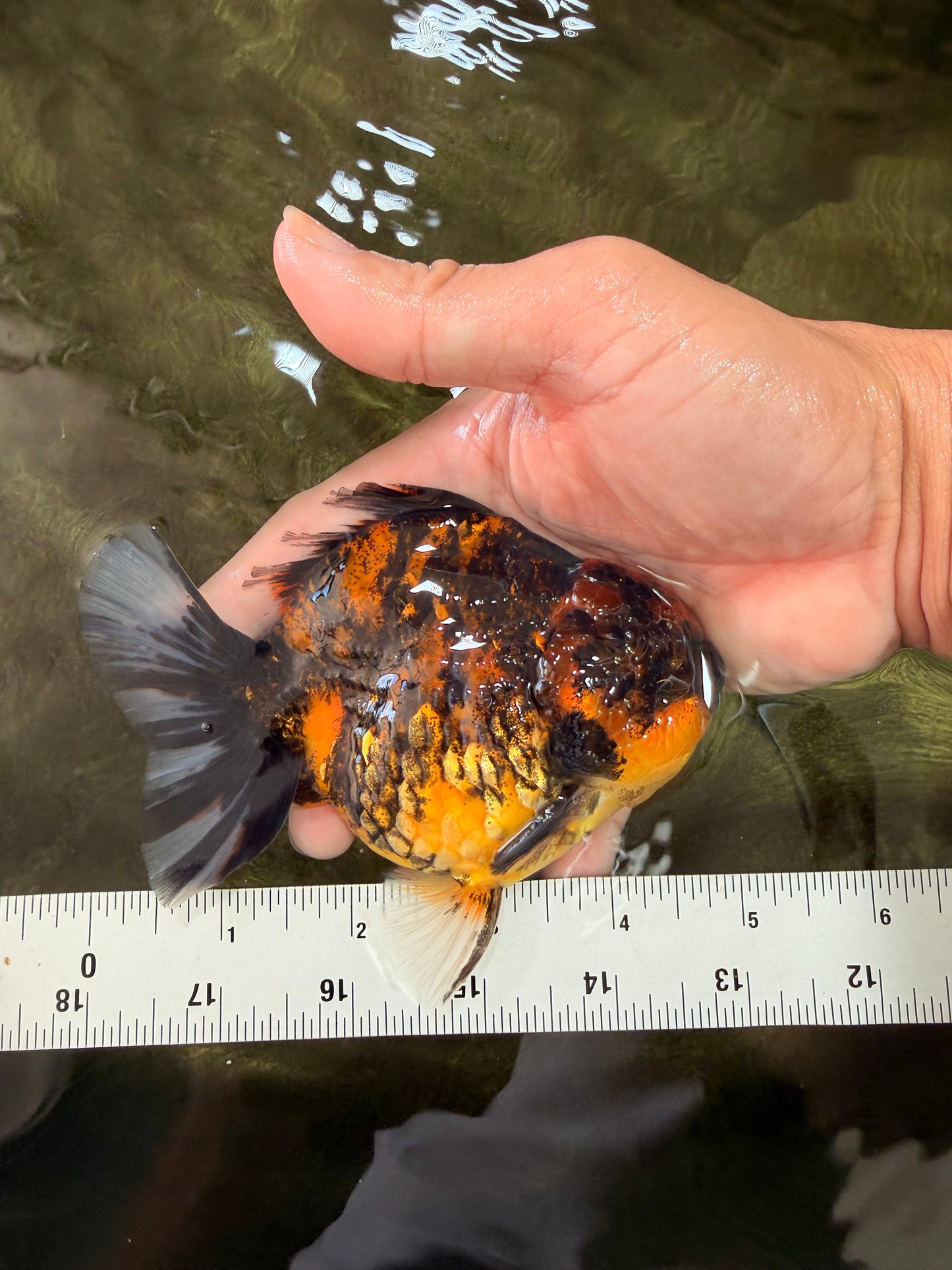 A Grade Tiger Yuanbao Male 4.5-5 inches #073126YB_18