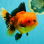 CHARLIE A Grade Apache Oranda Female 6-6.5 inches #080726OR_06