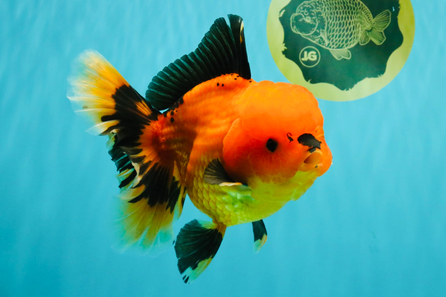 CHARLIE A Grade Apache Oranda Female 6-6.5 inches #080726OR_06