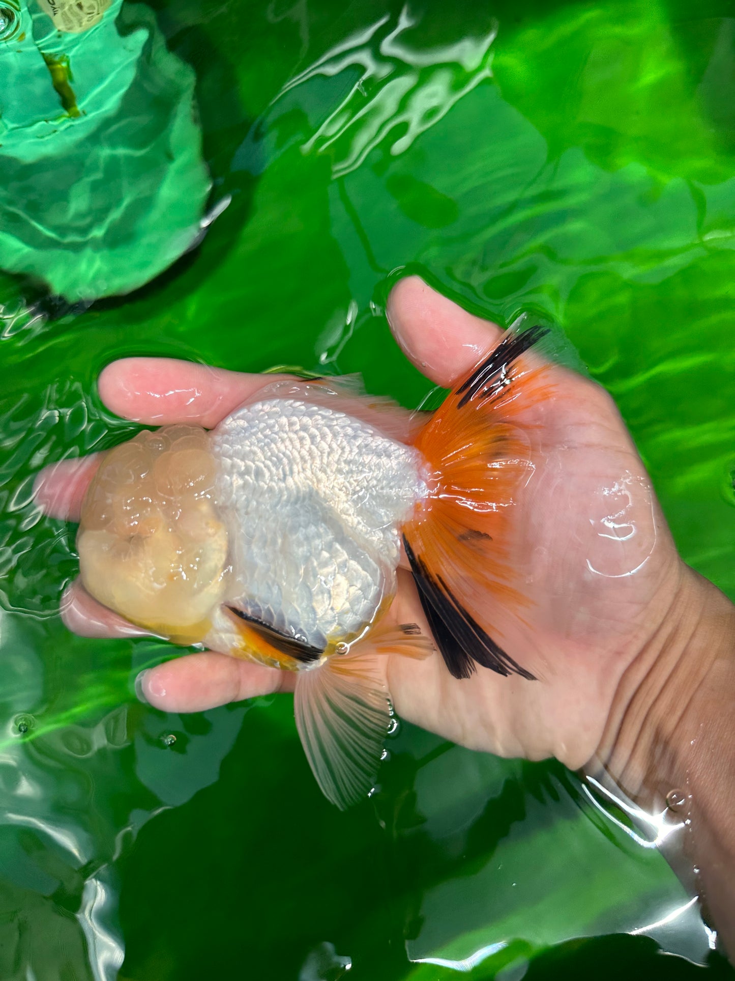 Raro macho oranda de cola neón de cabeza de limón amarillo de 5 pulgadas #0531OR_12