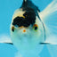 Panda Oranda Male 5 inches #091225OR_22