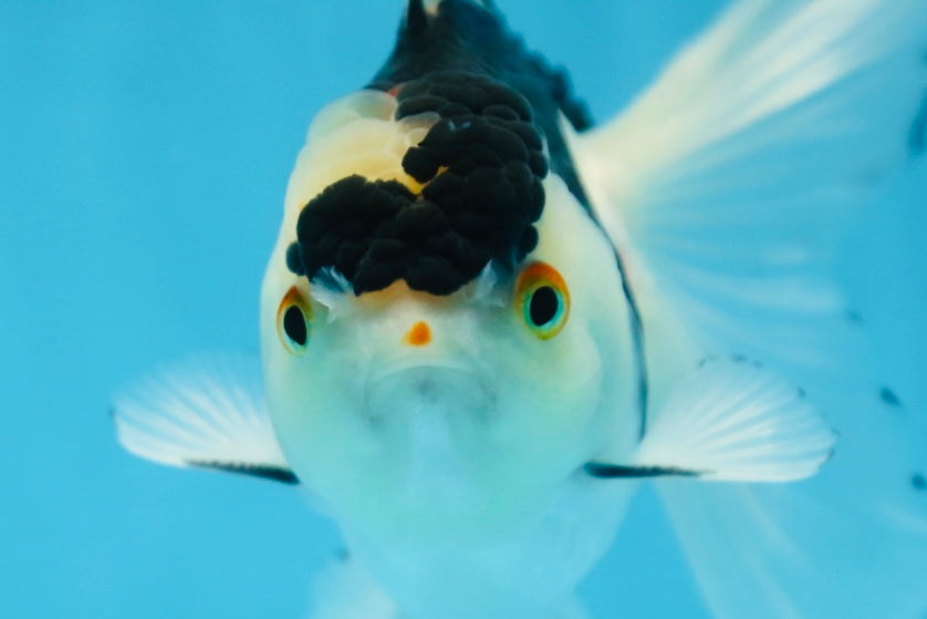 Panda Oranda Male 5 inches #091225OR_22