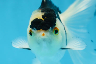 Panda Oranda Male 5 inches #091225OR_22