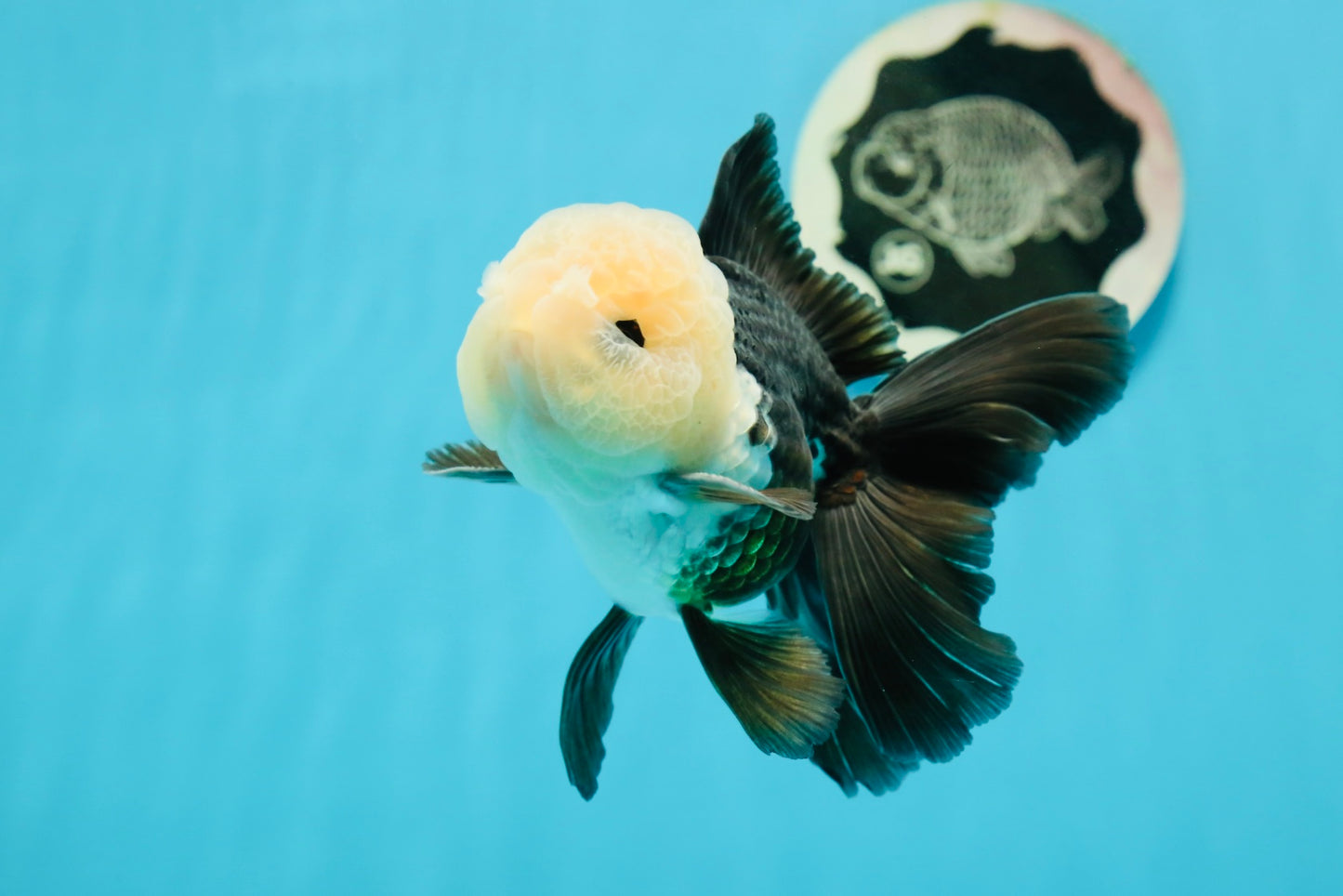 Unique AAA Grade Panda Cute Wen Button Eyes Oranda Male 4.5 inches #1004OR_39