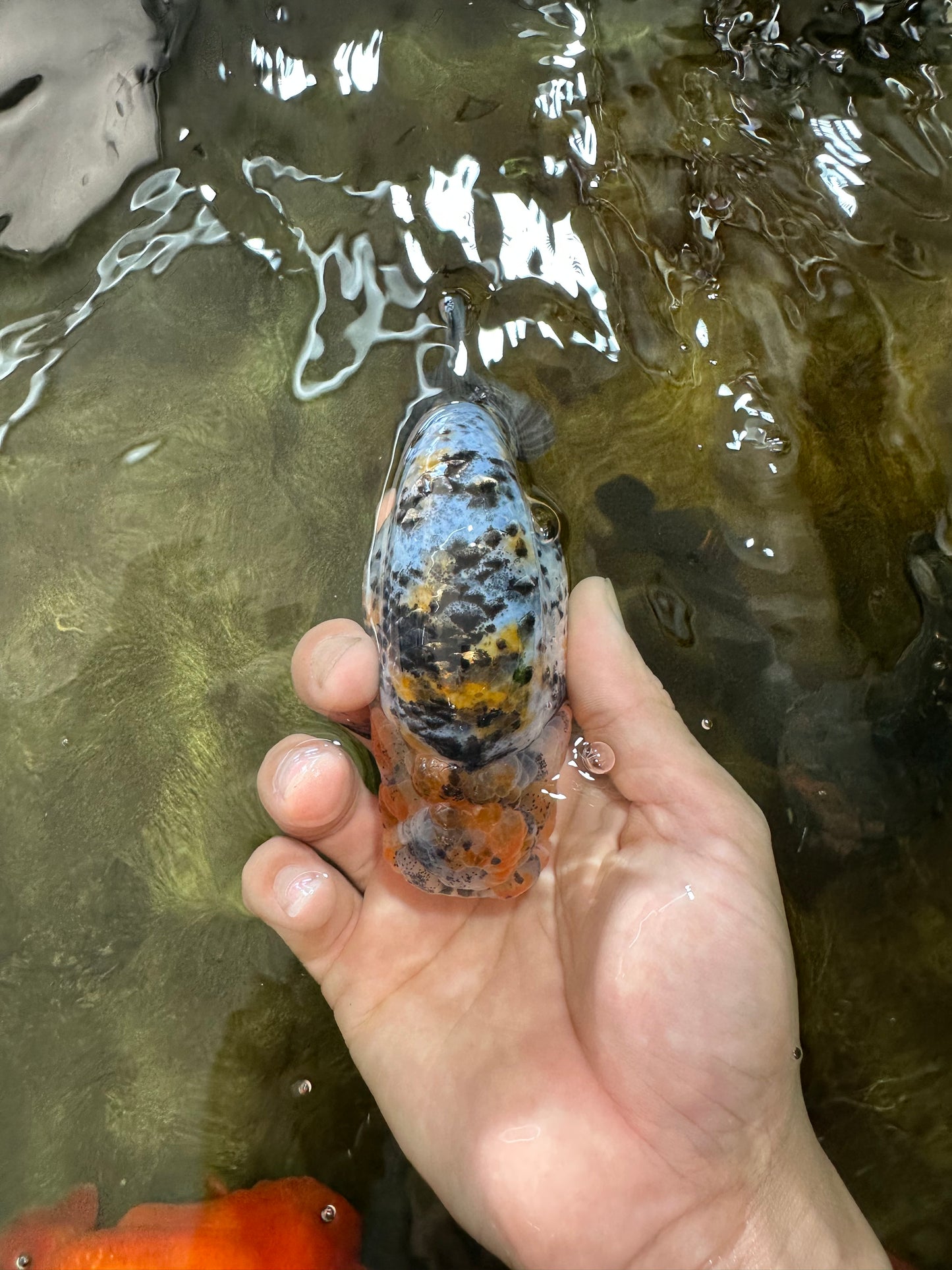 A Grade Tricolor Tiger LionKing 4.5-5 inches #062725LC_02