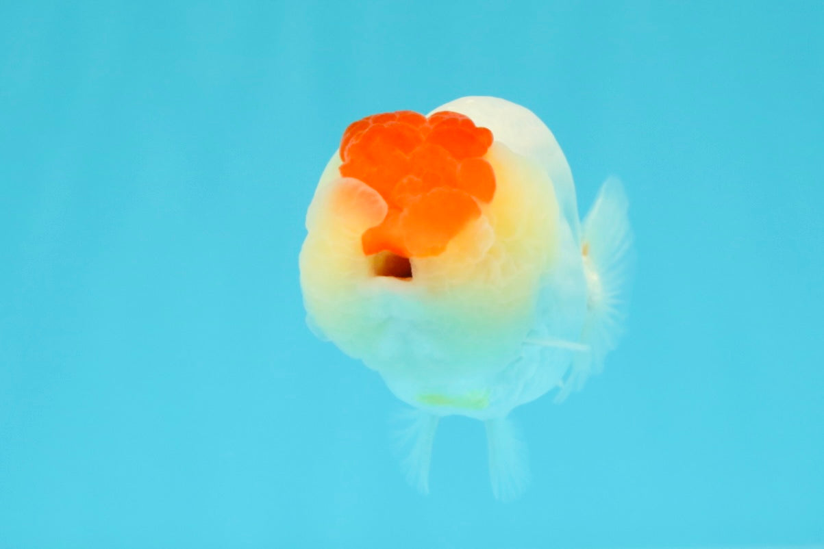 A Grade Tancho Red White LionQueen 4-4.5 inches #031326LC_08