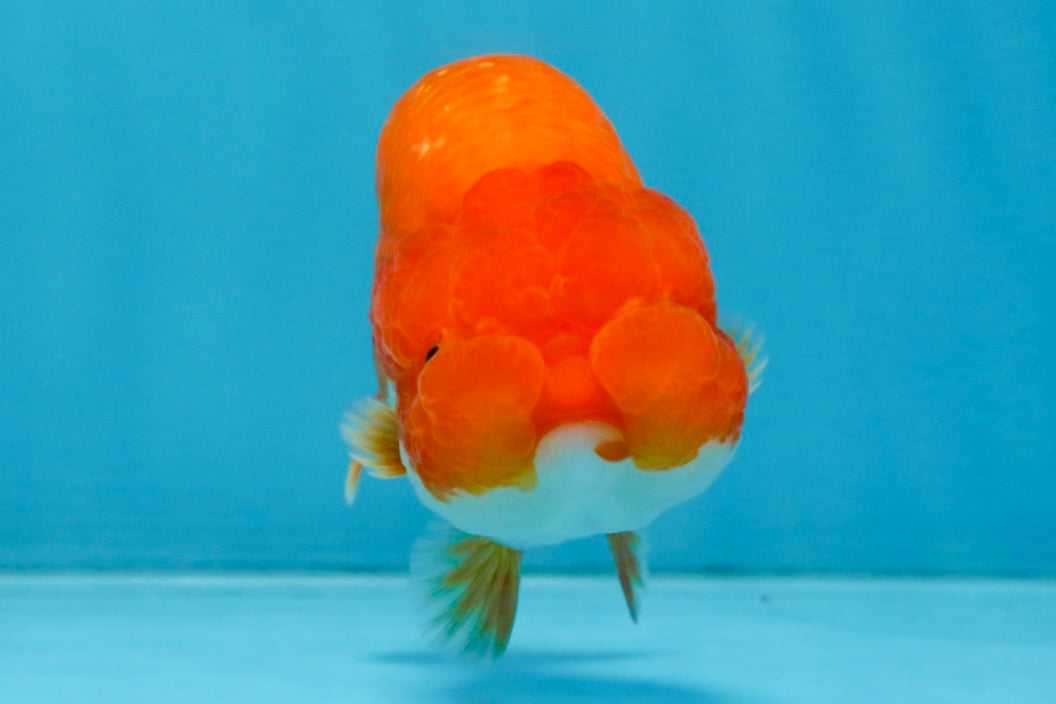 A Grade Red White LionQueen 4 inches #112825LC_07