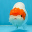 A Grade Chinese Red Head Ranchu Female 4.5 inches #101725RC_13