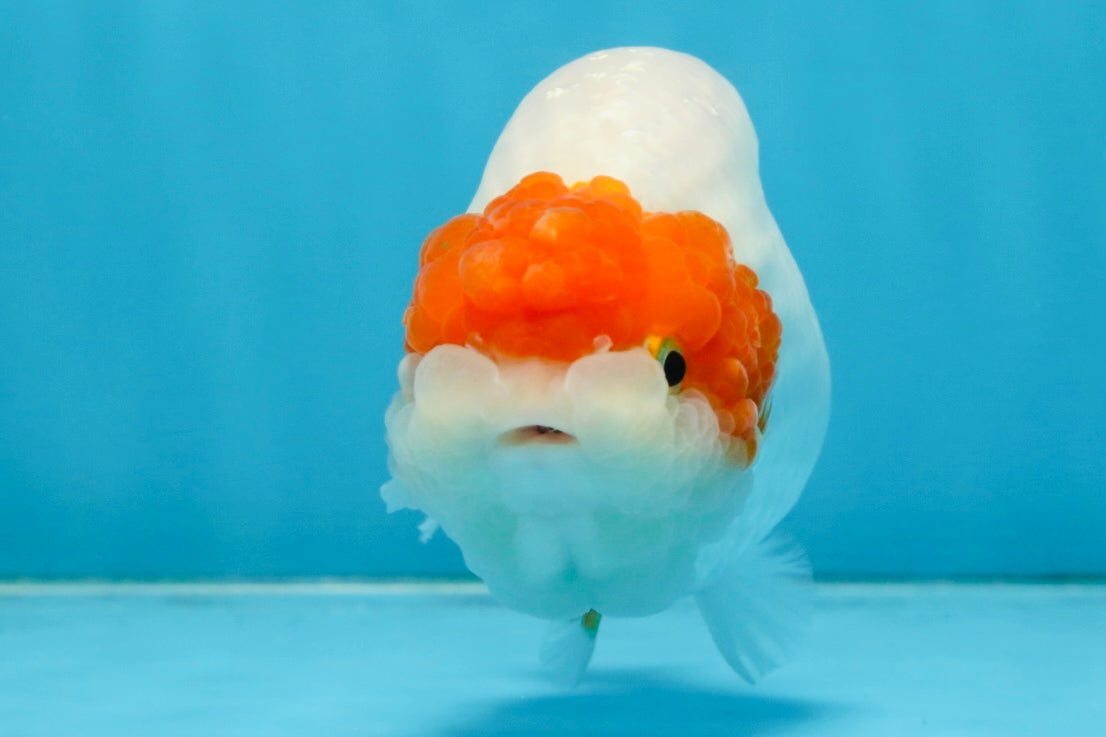 A Grade Chinese Red Head Ranchu Female 4.5 inches #101725RC_13