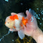 AAA Grade CHONKY Sakura Oranda Male 6 inches #082225OR_10