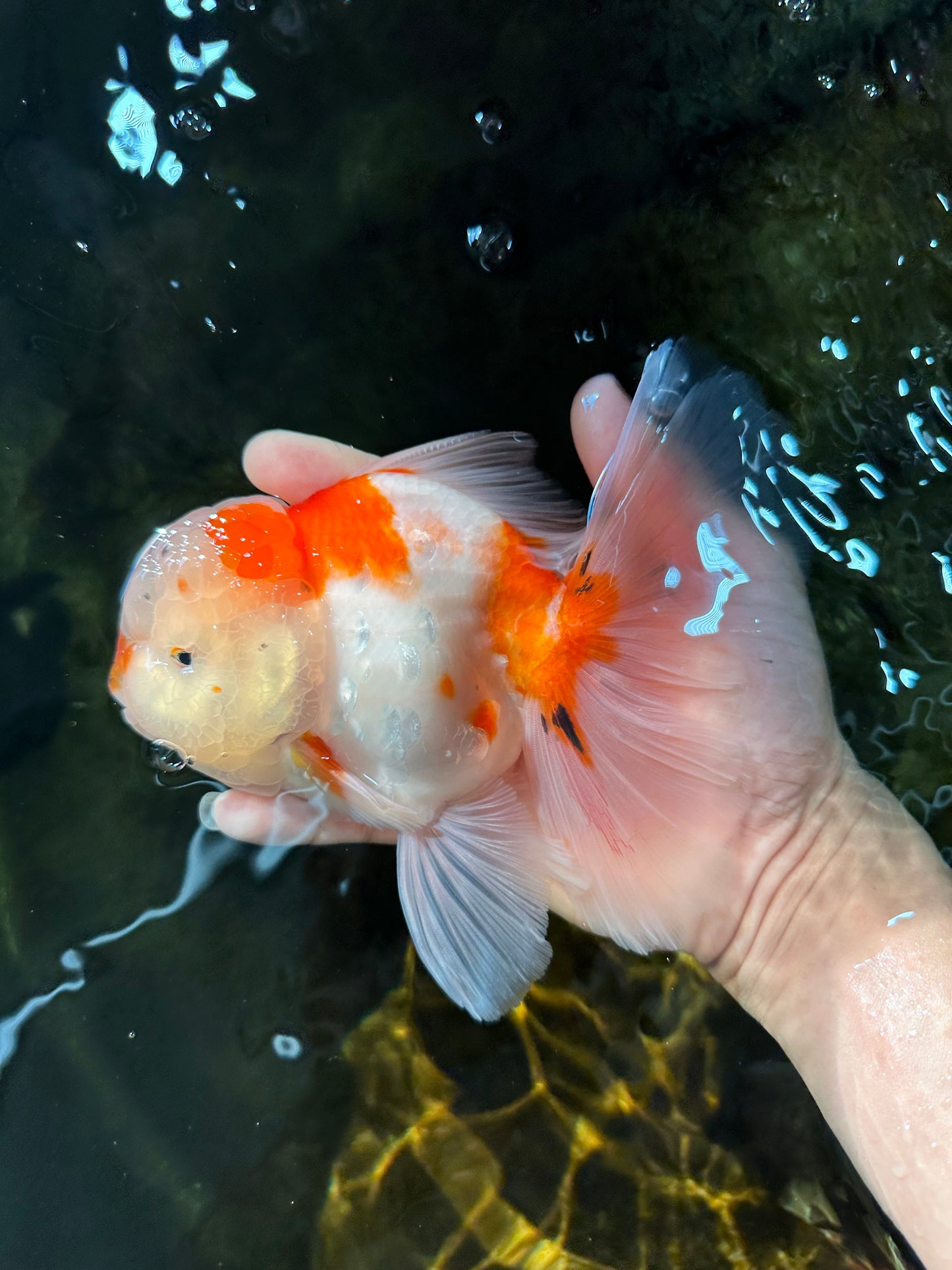 AAA Grade CHONKY Sakura Oranda Male 6 inches #082225OR_10