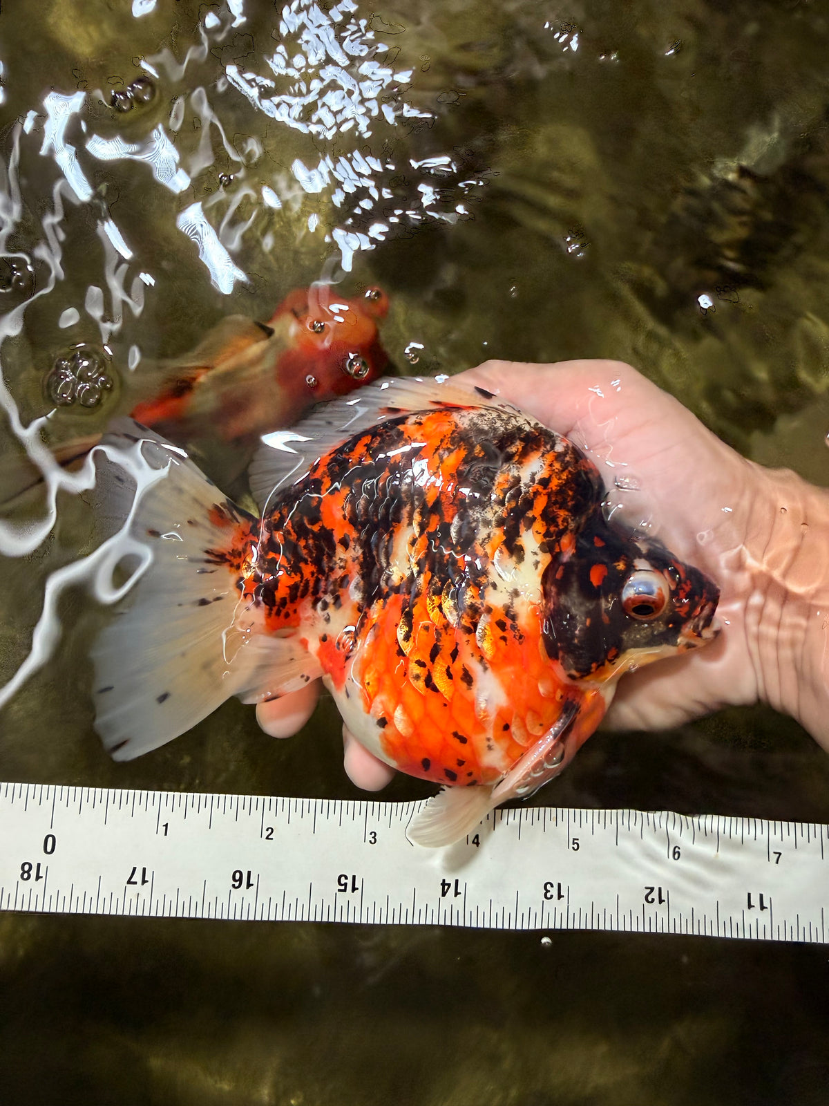 AAA Grade Special Indonesia Calico Ryukin Male 6-6.5 inches #100226RK_01