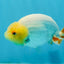 Lemonhead Lionchu Male 4 inches #0920LC_07