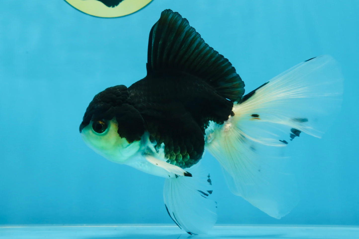 Fluffy Tail Panda Oranda Male 5.5 inches #072525OR_12