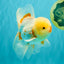 CHICKIE A Grade Red White Oranda Male 6 inches #090426OR_12
