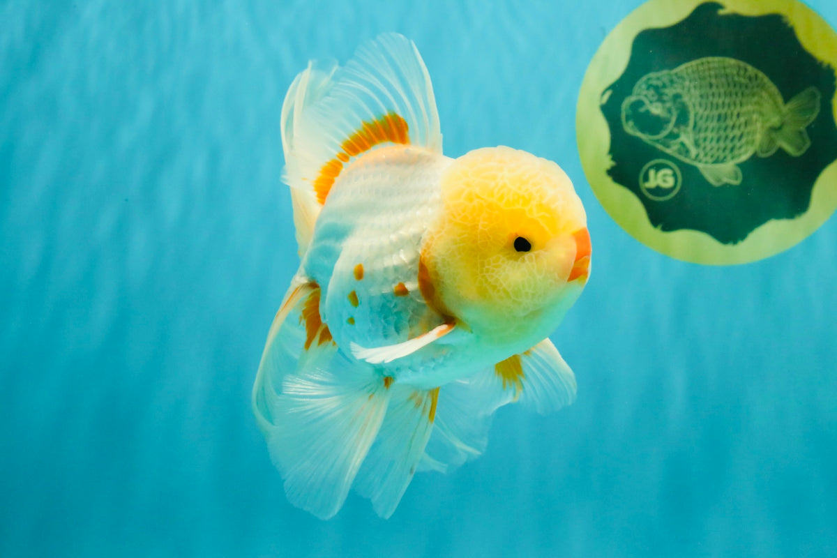 CHICKIE A Grade Red White Oranda Male 6 inches #090426OR_12