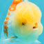 AAA Grade Polkadot Red White Oranda Male 6-6.5 inches #030626OR_19