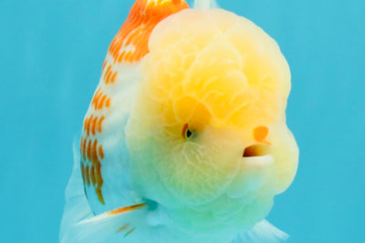 AAA Grade Polkadot Red White Oranda Male 6-6.5 inches #030626OR_19