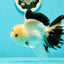 A Grade Unique Mark Panda Oranda Male 6 inches #102524OR_11