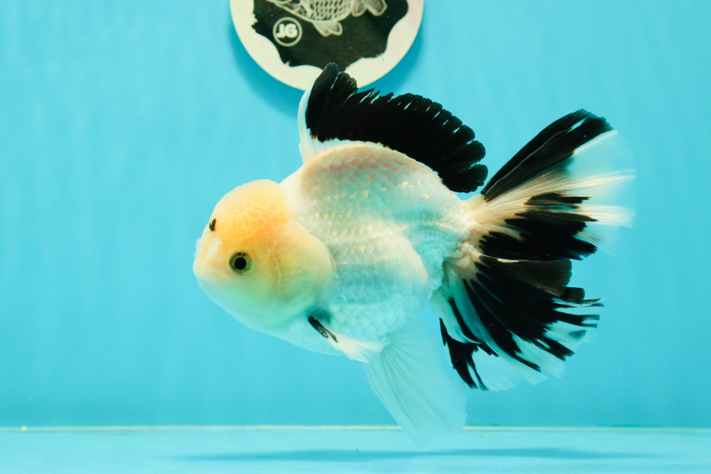 A Grade Unique Mark Panda Oranda Male 6 inches #102524OR_11