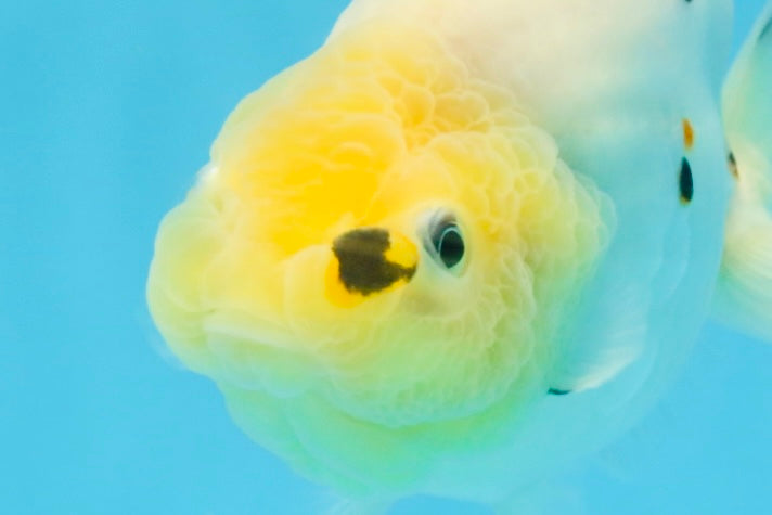 A Grade Cow Chinese Ranchu Female 5 inches #103125RC_09